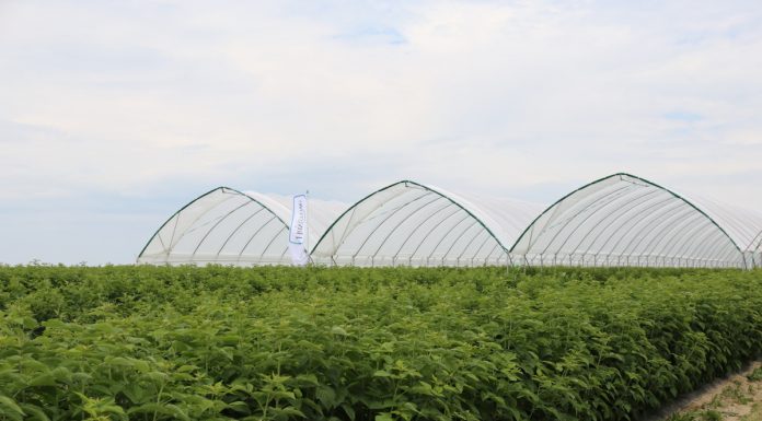 Pierwszy tego typu tunele w Polsce – specjalnie dla malin