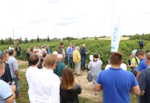 Porzeczkowy zawrót głowy (cz. I) – nawożenie