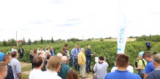 Porzeczkowy zawrót głowy (cz. I) – nawożenie