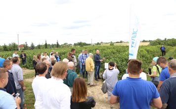 Porzeczkowy zawrót głowy (cz. I) – nawożenie