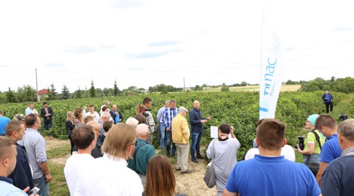 Porzeczkowy zawrót głowy (cz. I) – nawożenie