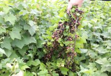 Wysokie zbiory owoców jagodowych w 2018 roku