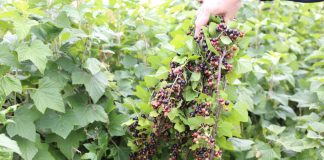 Wysokie zbiory owoców jagodowych w 2018 roku