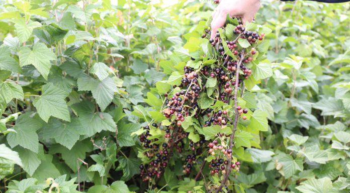 Czarna porzeczka zawiera duże ilości glicyny-proliny