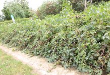 Porzeczkowy zawrót głowy (cz. II) – ochrona