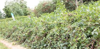 Porzeczkowy zawrót głowy (cz. II) – ochrona