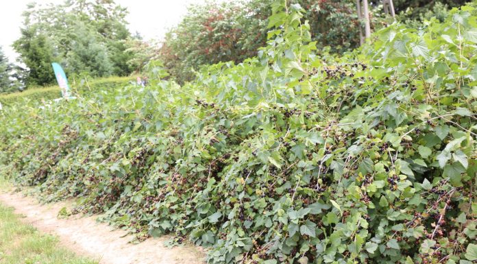 Porzeczkowy zawrót głowy (cz. II) – ochrona