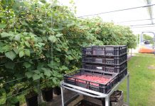 Maliny w Holandii coraz popularniejsze