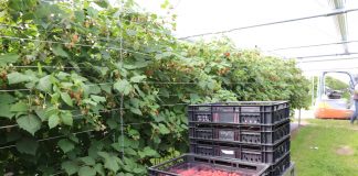 Maliny w Holandii coraz popularniejsze