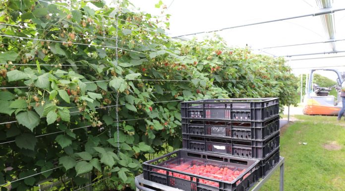 Maliny w Holandii coraz popularniejsze