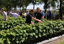 Jagodowe trendy w Holandii (cz. I) – maliny i truskawki