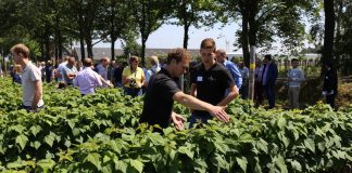 Jagodowe trendy w Holandii (cz. I) – maliny i truskawki