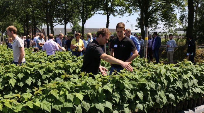 Jagodowe trendy w Holandii (cz. I) – maliny i truskawki