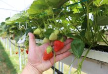 DELPHY POLSKA- Doradca ds. produkcji owoców miękkich