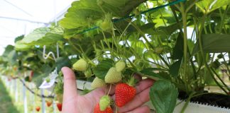 DELPHY POLSKA- Doradca ds. produkcji owoców miękkich