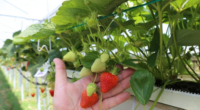 DELPHY POLSKA- Doradca ds. produkcji owoców miękkich