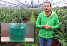 Komunikat jagodowy – zalecenia na koniec czerwca