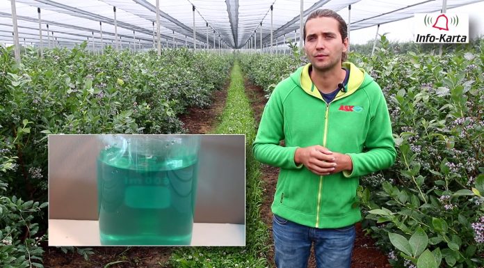 Komunikat jagodowy – zalecenia na koniec czerwca