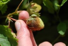 Skuteczna ochrona truskawek bez pozostałości