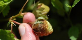 Skuteczna ochrona truskawek bez pozostałości