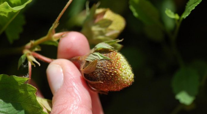 Skuteczna ochrona truskawek bez pozostałości