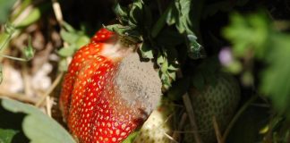 Komunikat jagodowy Bayer z dnia 4.06.2018 r.