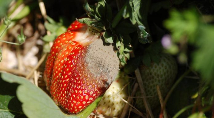 Komunikat jagodowy Bayer z dnia 4.06.2018 r.