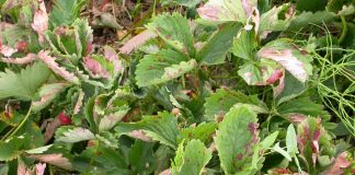 Ciepło, deszczowo- a szara pleśń, biała plamistość liści truskawki czy mączniak prawdziwy