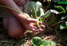 Jak produkować rozsadę truskawki?