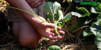 Jak produkować rozsadę truskawki?