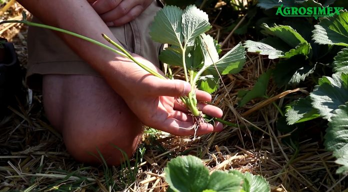 Jak produkować rozsadę truskawki?