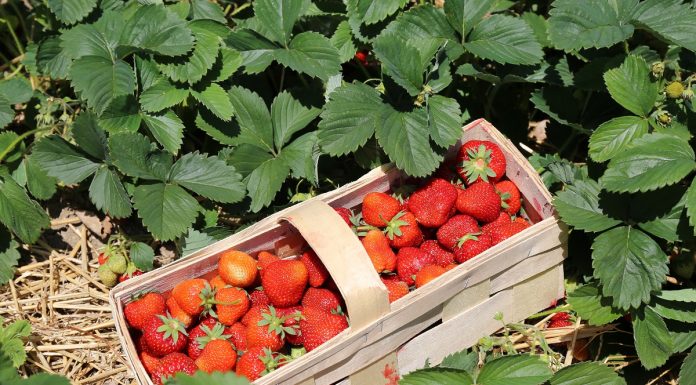 Jak poprawić smak truskawek? Jak to zrobić? – Film