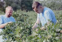 Utrzymać jakość borówki