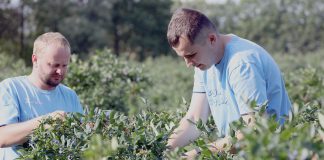 Utrzymać jakość borówki