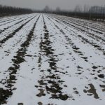 06 plantacja zimą 2011-12