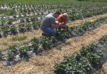 Projekt Berry Tech 2018 i jego założenia