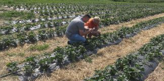 Projekt Berry Tech 2018 i jego założenia