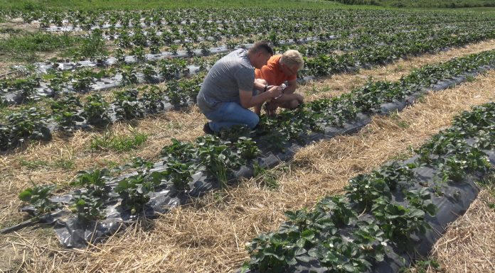 Projekt Berry Tech 2018 i jego założenia