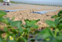 Niezbędna infrastruktura na plantacji truskawki odmian powtarzających owocowanie