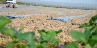 Niezbędna infrastruktura na plantacji truskawki odmian powtarzających owocowanie