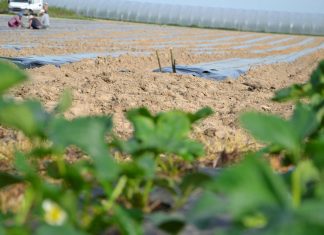 Niezbędna infrastruktura na plantacji truskawki odmian powtarzających owocowanie