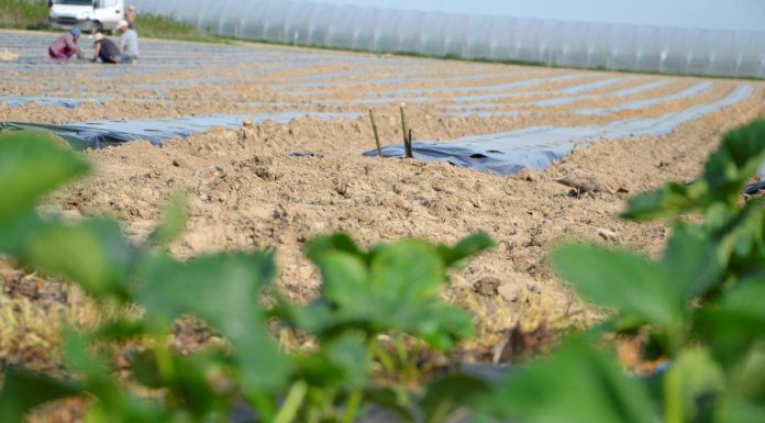 Niezbędna infrastruktura na plantacji truskawki odmian powtarzających owocowanie