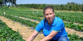 Sprostać wyzwaniom w ochronie truskawki powtarzającej owocowanie