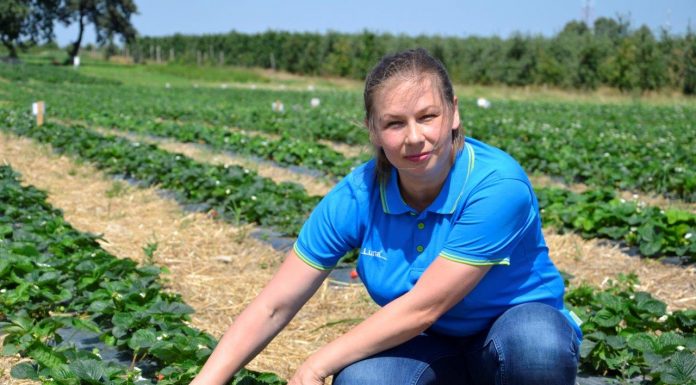 Sprostać wyzwaniom w ochronie truskawki powtarzającej owocowanie
