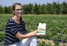 Poprawa odporności roślin i naturalne żywienie truskawek