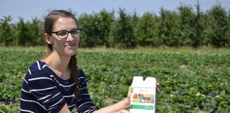 Poprawa odporności roślin i naturalne żywienie truskawek