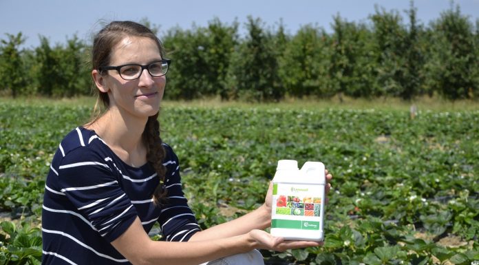 Poprawa odporności roślin i naturalne żywienie truskawek