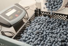 Spadek cen borówki, czyli blucropowa górka