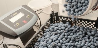 Spadek cen borówki, czyli blucropowa górka