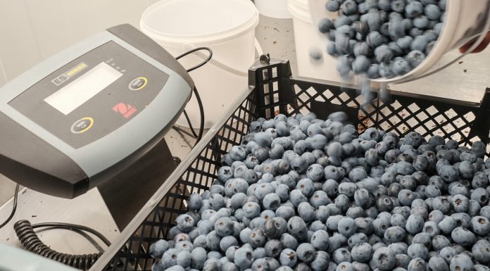 Spadek cen borówki, czyli blucropowa górka